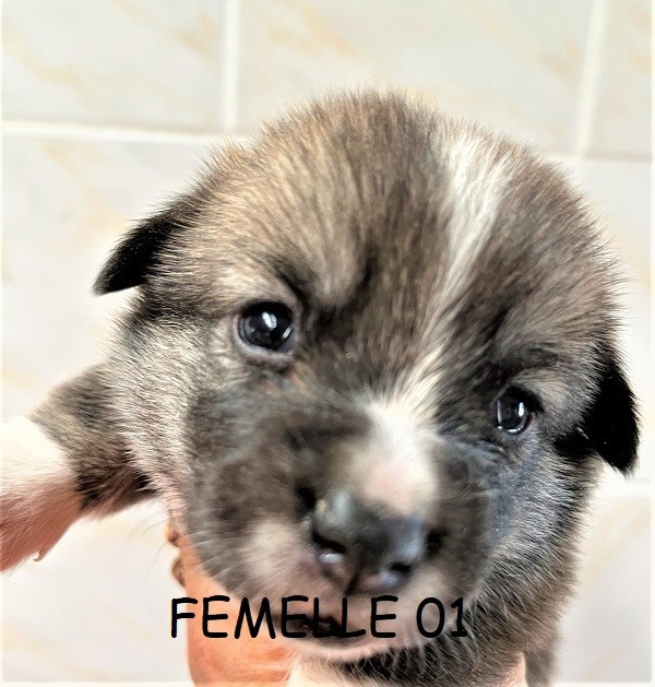 Earl Au Village Du Chiot - Chiots disponibles - Welsh Corgi Pembroke
