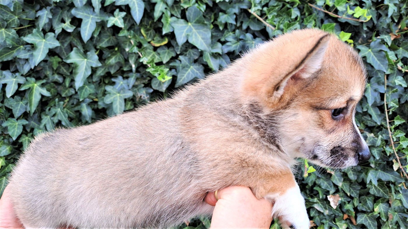 Earl Au Village Du Chiot - Chiots disponibles - Welsh Corgi Pembroke