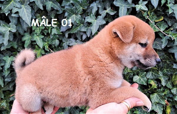 Earl Au Village Du Chiot - Chiots disponibles - Shiba