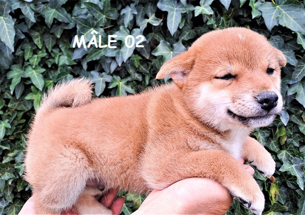 Earl Au Village Du Chiot - Chiots disponibles - Shiba
