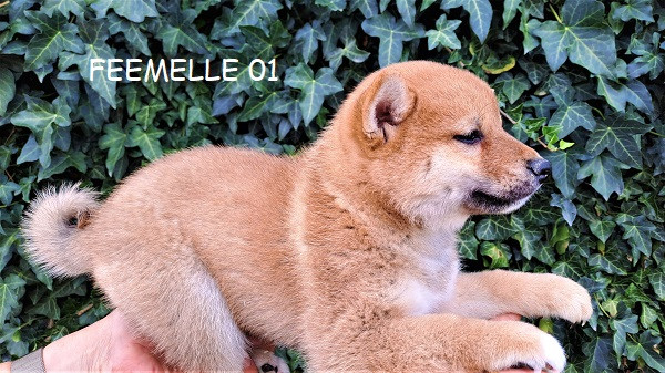 Earl Au Village Du Chiot - Chiots disponibles - Shiba