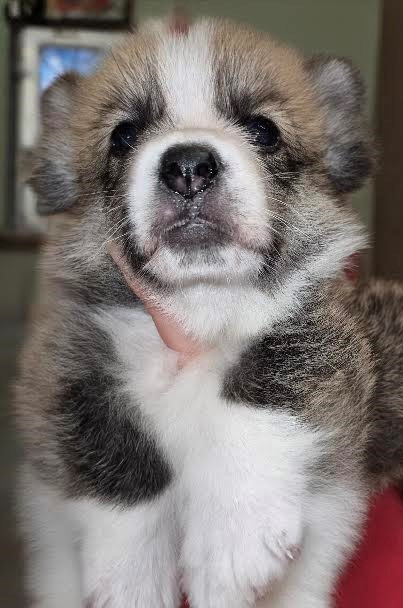 Earl Au Village Du Chiot - Chiots disponibles - Welsh Corgi Pembroke