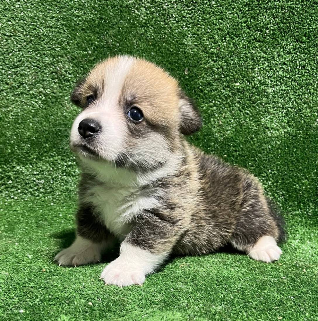 Earl Au Village Du Chiot - Chiots disponibles - Welsh Corgi Pembroke