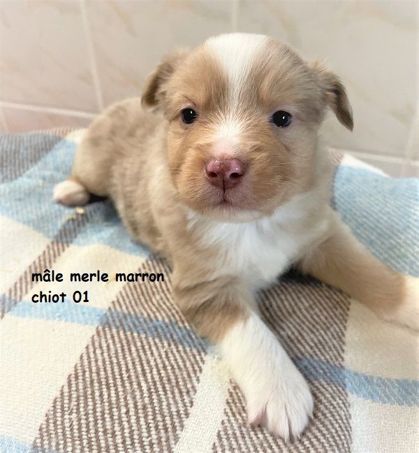 Earl Au Village Du Chiot - Chiots disponibles - Berger Américain Miniature 