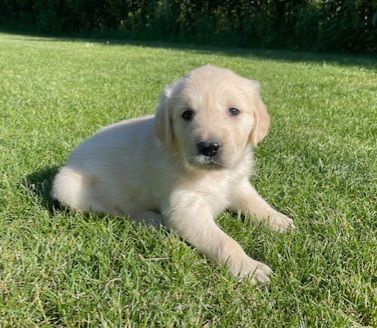 Earl Au Village Du Chiot - Chiots disponibles - Golden Retriever