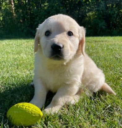 Earl Au Village Du Chiot - Chiots disponibles - Golden Retriever