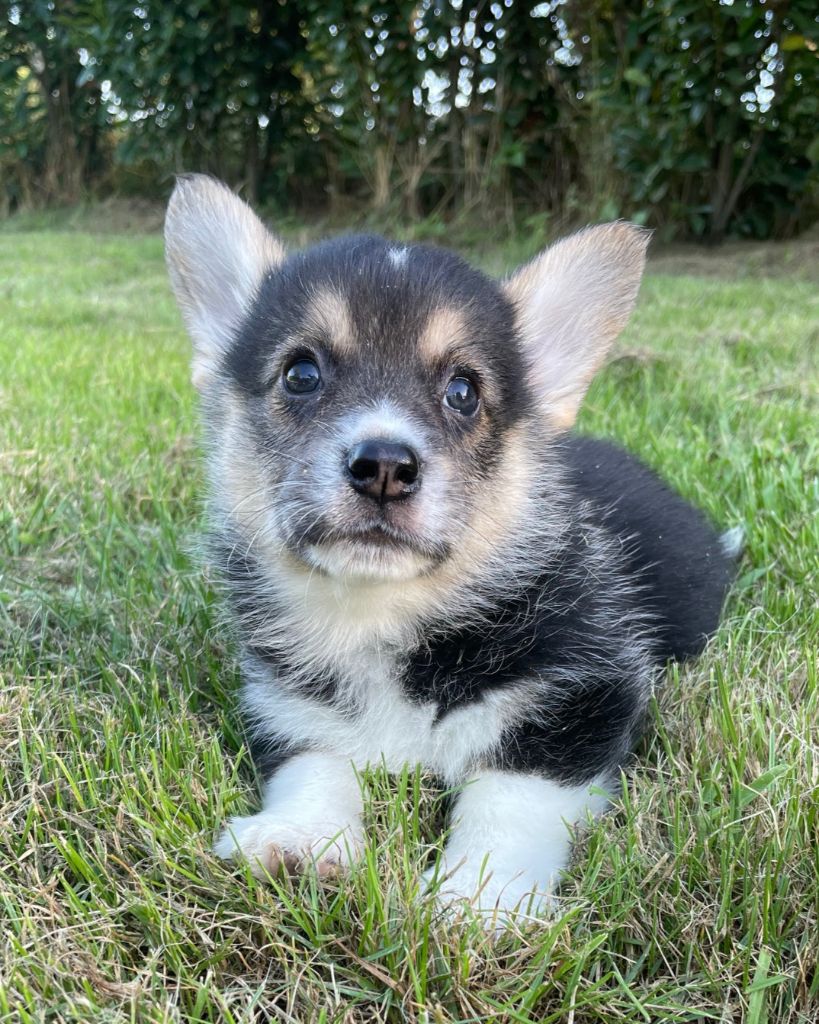 Earl Au Village Du Chiot - Chiots disponibles - Welsh Corgi Pembroke