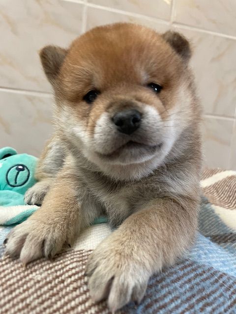 Patrice Dousset - Chiots disponibles - Shiba