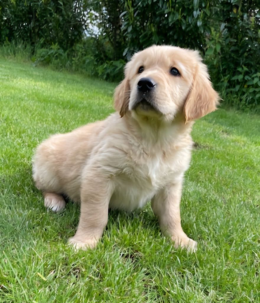 Earl Au Village Du Chiot - Chiots disponibles - Golden Retriever