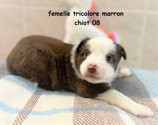 Earl Au Village Du Chiot - Chiots disponibles - Berger Américain Miniature 