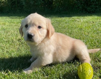 Earl Au Village Du Chiot - Chiots disponibles - Golden Retriever