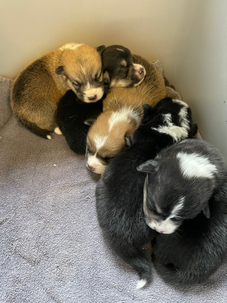 Earl Au Village Du Chiot - Chiots disponibles - Welsh Corgi Pembroke