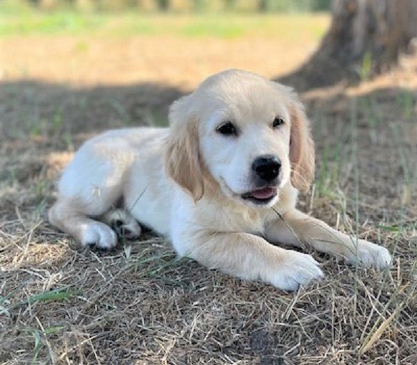 Earl Au Village Du Chiot - Chiots disponibles - Golden Retriever