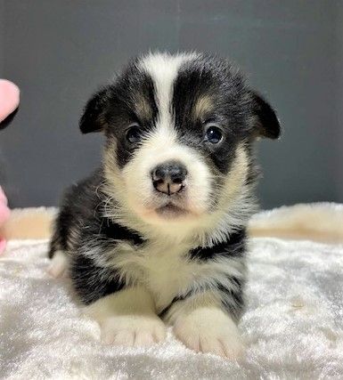 Earl Au Village Du Chiot - Chiots disponibles - Welsh Corgi Pembroke