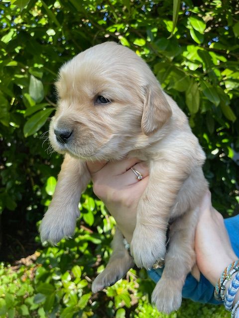 Earl Au Village Du Chiot - Chiots disponibles - Golden Retriever