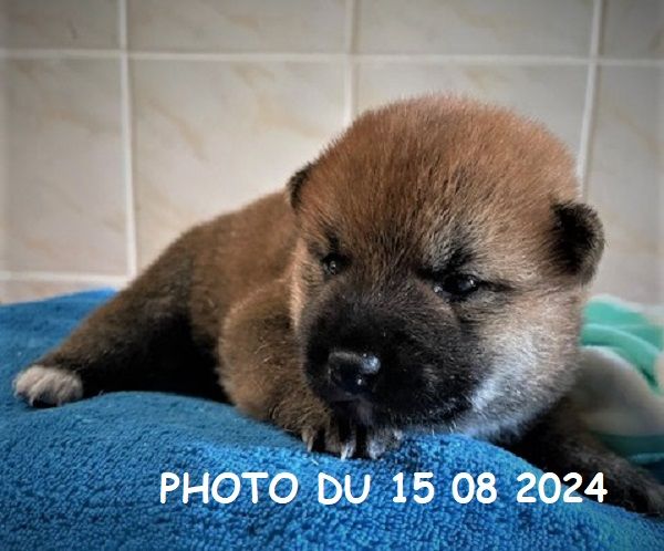 Earl Au Village Du Chiot - Shiba - Portée née le 31/07/2024
