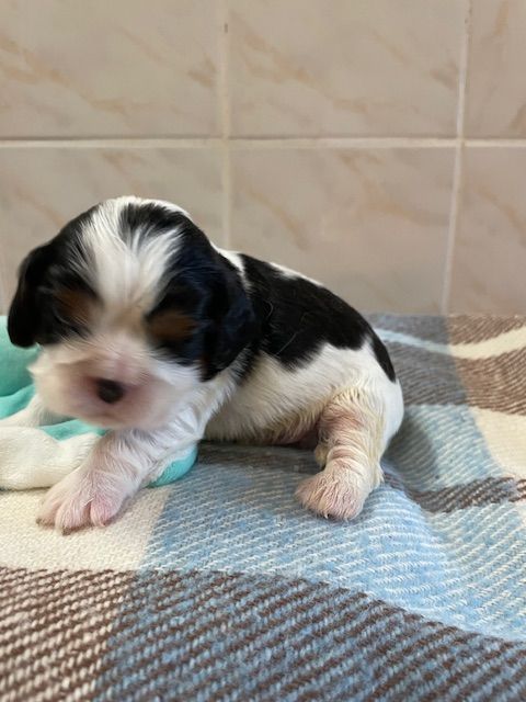 Patrice Dousset - Chiots disponibles - Cavalier King Charles Spaniel