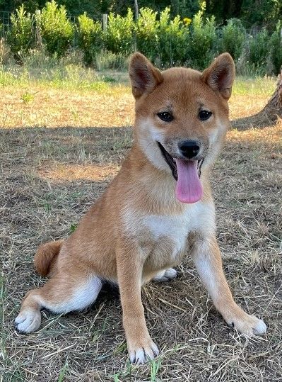 Earl Au Village Du Chiot - Chiots disponibles - Shiba