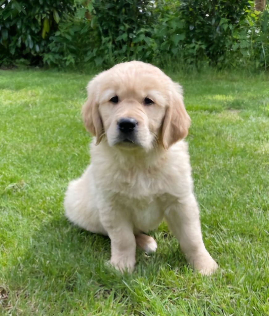 Earl Au Village Du Chiot - Chiots disponibles - Golden Retriever