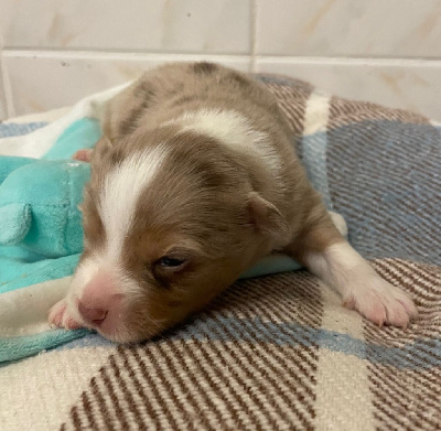 CHIOT 2