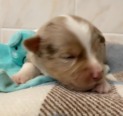 CHIOT 1