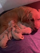 Chiot N°6