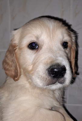 BENJI