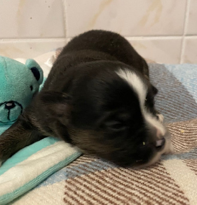 CHIOT 6
