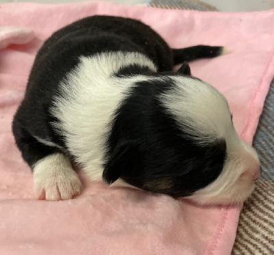 CHIOT 7