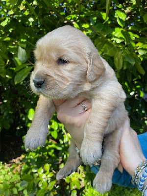 CHIOT