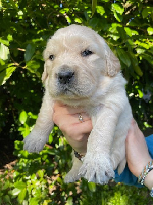 CHIOT