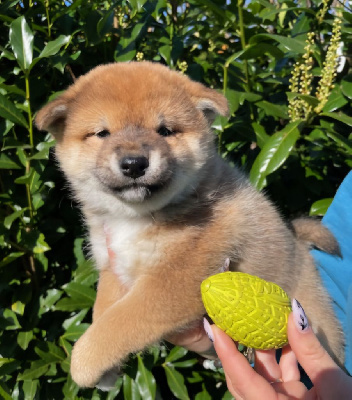 CHIOT 3