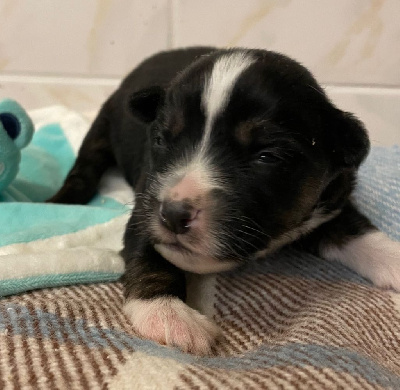 CHIOT 5