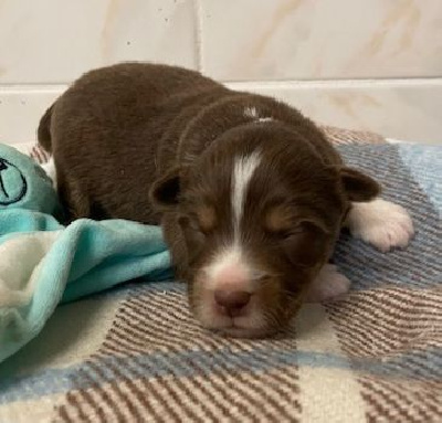CHIOT 4