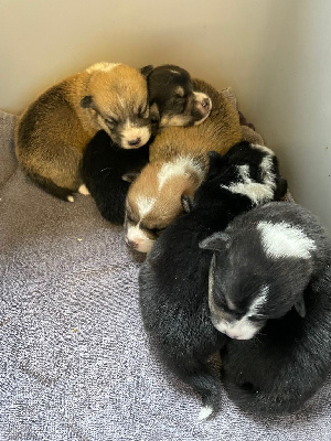 CHIOT 2