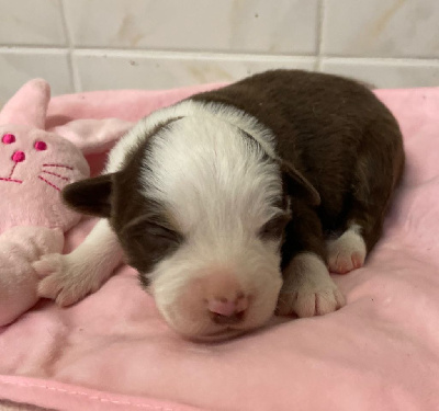 CHIOT 8