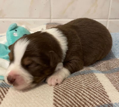 CHIOT 3