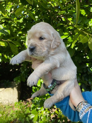 ARLO