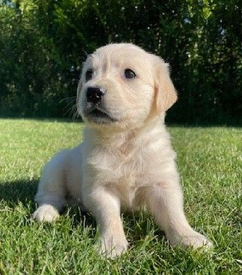 CHIOT 5