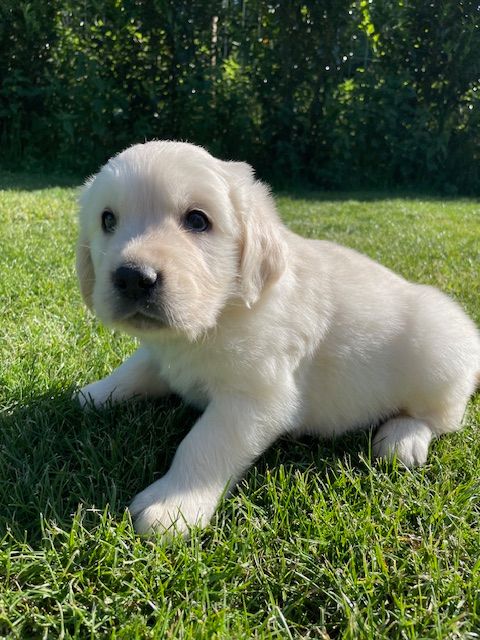 Earl Au Village Du Chiot - Chiots disponibles - Golden Retriever
