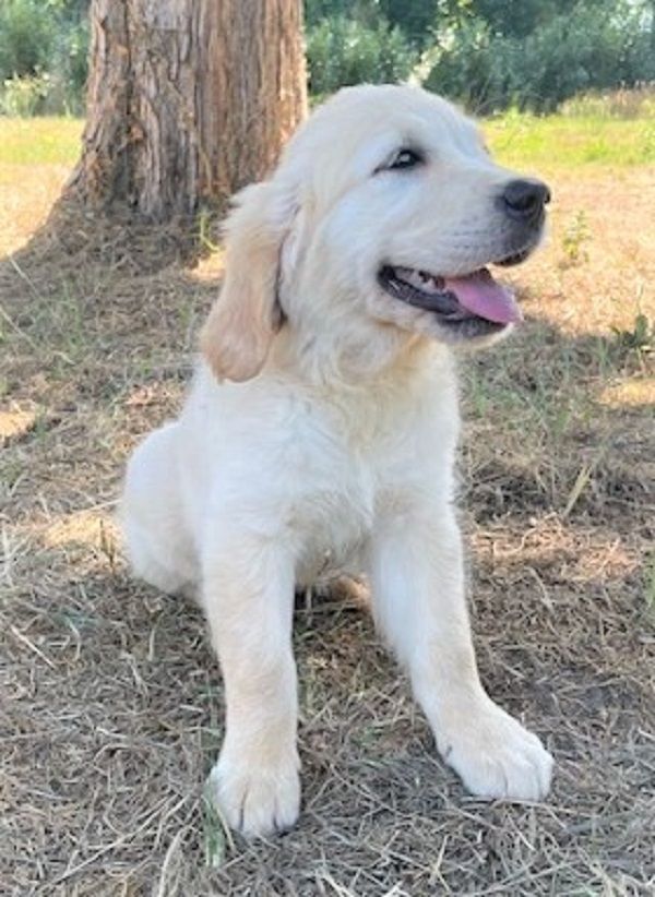 Earl Au Village Du Chiot - Chiots disponibles - Golden Retriever