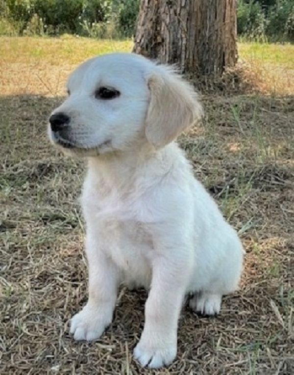 Earl Au Village Du Chiot - Chiots disponibles - Golden Retriever