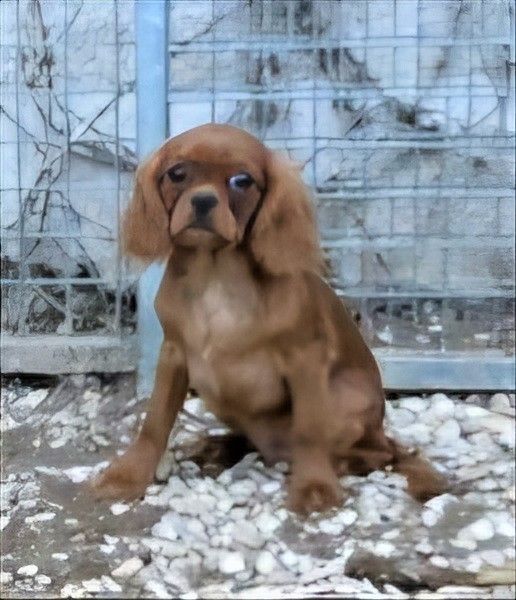 Earl Au Village Du Chiot - Cavalier King Charles Spaniel - Portée née le 07/04/2025