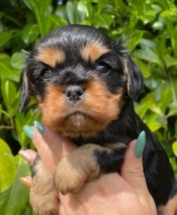 Earl Au Village Du Chiot - Chiots disponibles - Cavalier King Charles Spaniel