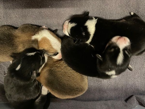 Chiot Welsh Corgi Pembroke Earl Au Village Du Chiot