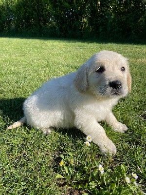 Earl Au Village Du Chiot - Chiots disponibles - Golden Retriever