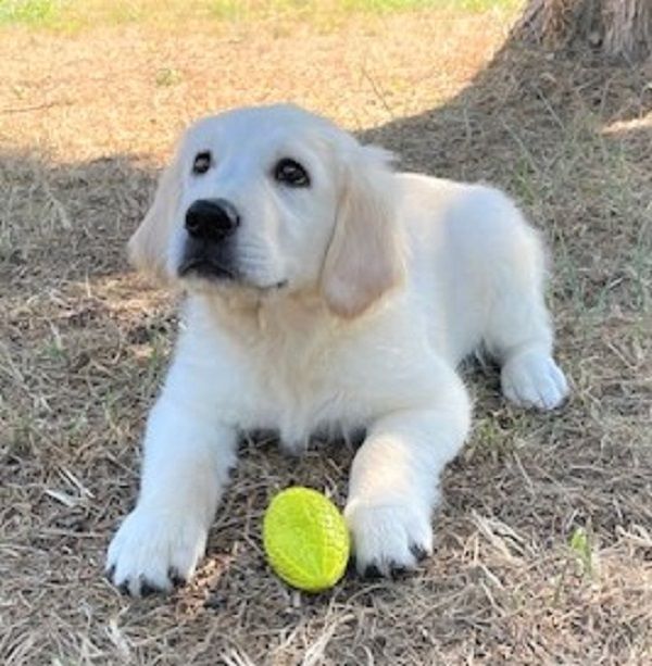 Earl Au Village Du Chiot - Chiots disponibles - Golden Retriever