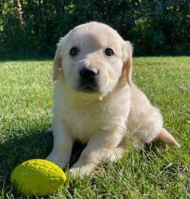 Earl Au Village Du Chiot - Chiots disponibles - Golden Retriever