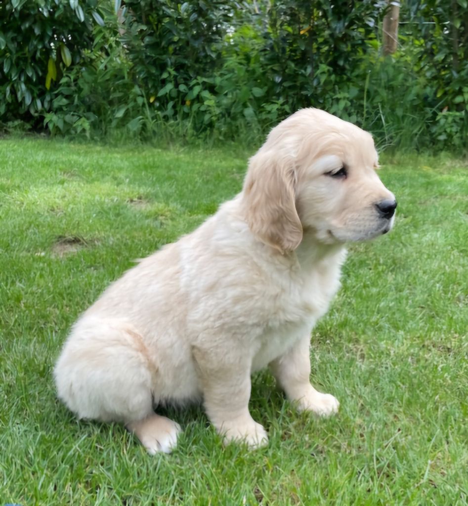 Earl Au Village Du Chiot - Chiots disponibles - Golden Retriever
