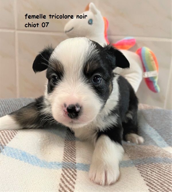 Earl Au Village Du Chiot - Chiots disponibles - Berger Américain Miniature 